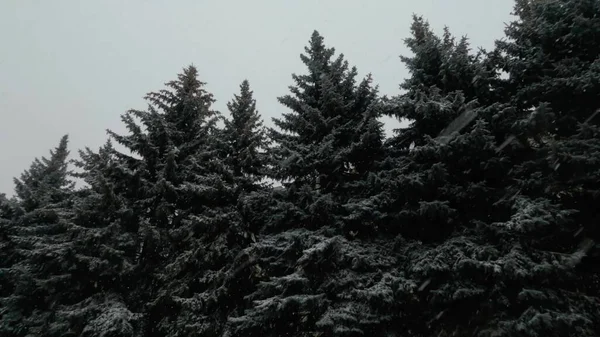 Tall Fir Trees Lot Snow Windy Snowy Winter Day Precipitation — Foto Stock