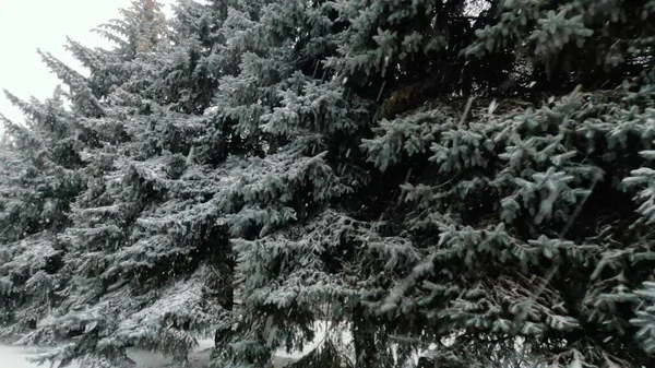 Tall Fir Trees Lot Snow Windy Snowy Winter Day Precipitation — Foto Stock
