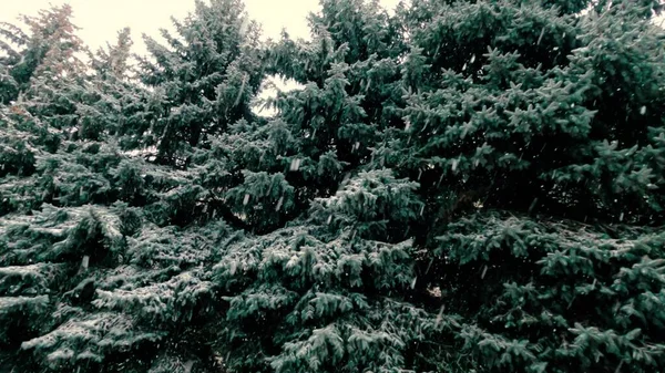 Tall Fir Trees Lot Snow Windy Snowy Winter Day Precipitation — Foto Stock