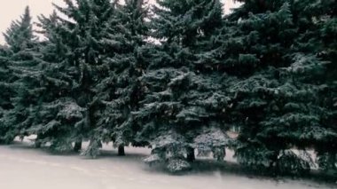 Tall fir trees under a lot of snow, windy and snowy winter day. Precipitation in frost