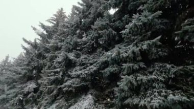Tall fir trees under a lot of snow, windy and snowy winter day. Precipitation in frost