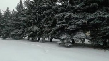 Tall fir trees under a lot of snow, windy and snowy winter day. Precipitation in frost
