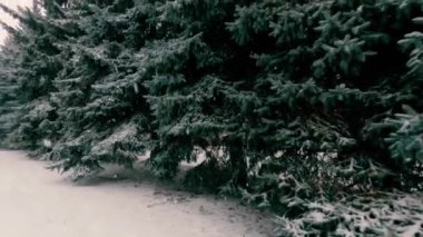 Tall fir trees under a lot of snow, windy and snowy winter day. Precipitation in frost