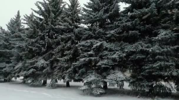 Tall Fir Trees Lot Snow Windy Snowy Winter Day Precipitation — стоковое видео