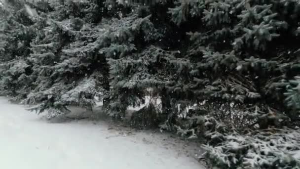 Tall Fir Trees Lot Snow Windy Snowy Winter Day Precipitation — Video Stock