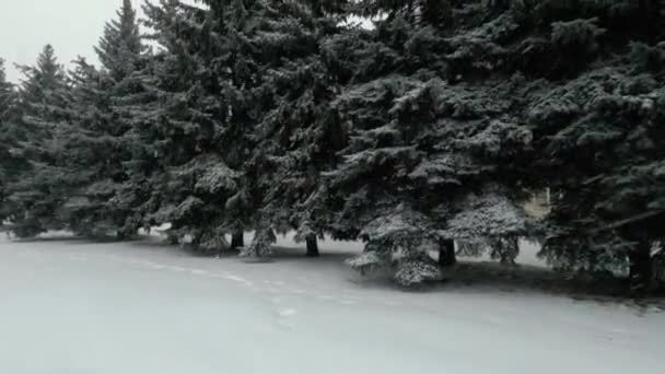 Високі Ялинки Під Снігом Вітряний Сніжний Зимовий День Опади Морозах — стокове відео