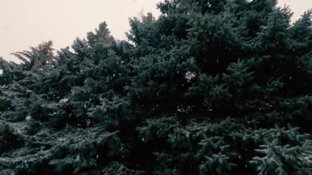 Tall Fir Trees Lot Snow Windy Snowy Winter Day Precipitation — Stockvideo