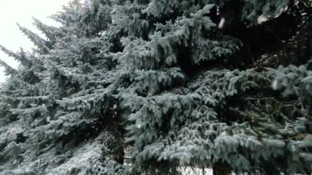 Grandes Abetos Bajo Mucha Nieve Día Invierno Ventoso Nevado Precipitación — Vídeo de stock