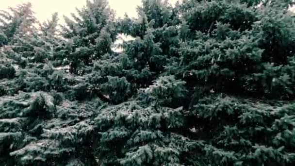 Tall Fir Trees Lot Snow Windy Snowy Winter Day Precipitation — Stockvideo