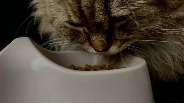西伯利亚品种的一只家猫来到她的一碗干粮前吃了起来 — 图库照片