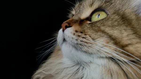 Gato Doméstico Raza Siberiana Llegó Tazón Comida Seca Come —  Fotos de Stock