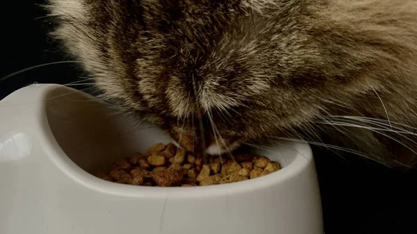 西伯利亚品种的一只家猫来到她的一碗干粮前吃了起来 — 图库照片