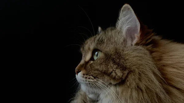 Siberische Kat Ligt Een Zwarte Achtergrond — Stockfoto