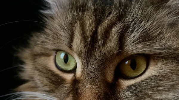 Сибірська Кішка Лежить Чорному Фоні — стокове фото