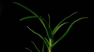 Bahar bitkilerinin açması siyah arka plandaki saksılarda hava standını temizliyor.