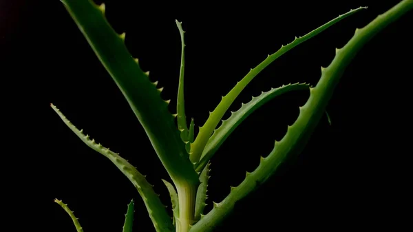 Bloeien Door Lente Kamerplanten Zuiveren Van Lucht Staan Potten Een — Stockfoto