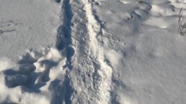 Karlı bir ormanda bir patikada yürümek. Kar altında ayakkabılar ve pantolonlar, soğuk havada derin karda adımlar.