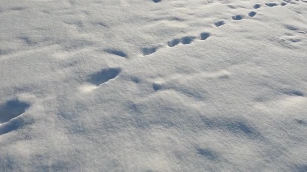Иду Тропинке Снежном Лесу Обувь Брюки Снегу Шаги Глубоком Снегу — стоковое видео