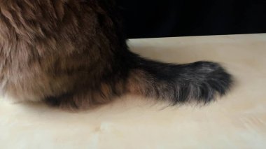 Sibirya cinsinden evcil bir kedi ahşap bir masada oturur ve pencereden atlamak için kuyruğunu sallar.