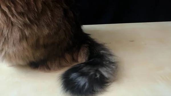 西伯利亚品种的一只家猫坐在一张木制桌子上 摇着尾巴准备跳窗 — 图库照片