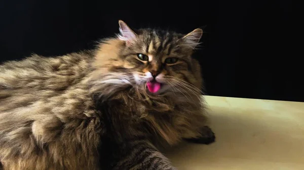 西伯利亚品种的一只家猫躺在一张木制桌子上 用舌头舔毛皮 用嘴漱口 — 图库照片