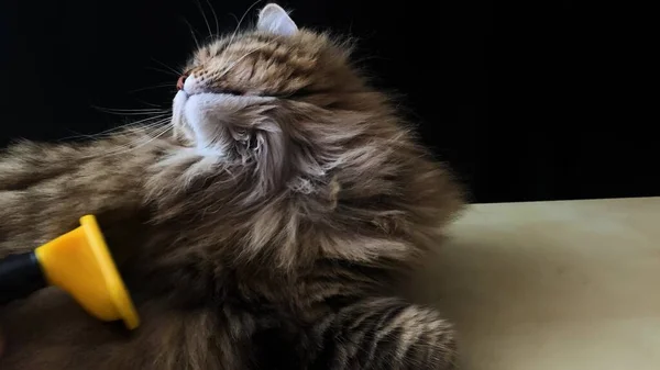 Gato Doméstico Raça Siberiana Jaz Uma Mesa Madeira Cara Jovem — Fotografia de Stock