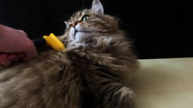 Sibirya cinsinden evcil bir kedi ahşap bir masada yatıyor ve genç bir adam onun saçını özel bir tarakla tarıyor.