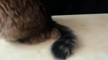 Sibirya cinsinden evcil bir kedi ahşap bir masada oturur ve pencereden atlamak için kuyruğunu sallar.