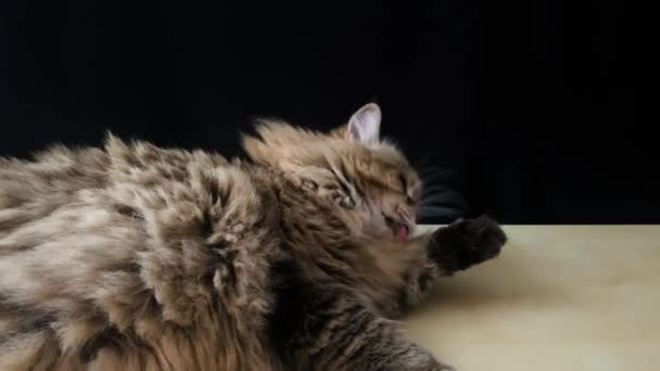Domestic Cat Siberian Breed Lies Wooden Table Licks Its Fur — Stock Video