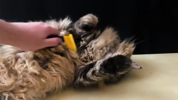 Gatto Domestico Della Razza Siberiana Giace Tavolo Legno Ragazzo Pettina — Video Stock