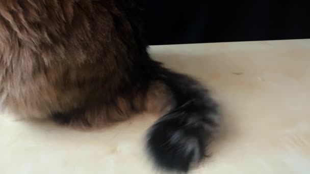 Μια Γάτα Της Σιβηρίας Κάθεται Ένα Ξύλινο Τραπέζι Και Κουνάει — Αρχείο Βίντεο