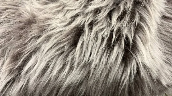 Natürliche Mehrfarbige Wolle Zum Verkauf Für Die Isolierung Und Dekoration — Stockfoto