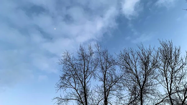 Pôr Sol Cedo Tempo Frio Céu Azul Inverno Com Árvores — Fotografia de Stock