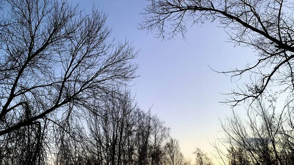 Tramonto Precoce Nel Freddo Cielo Blu Invernale Con Alberi Senza — Foto Stock