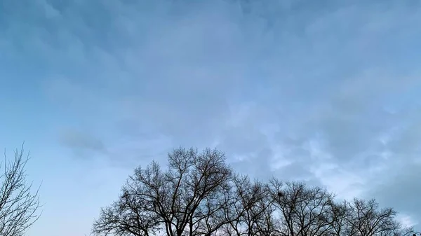 Soğuk Havada Erken Gün Batımı Cansız Ağaçlarla Kuru Dallarla Mavi — Stok fotoğraf