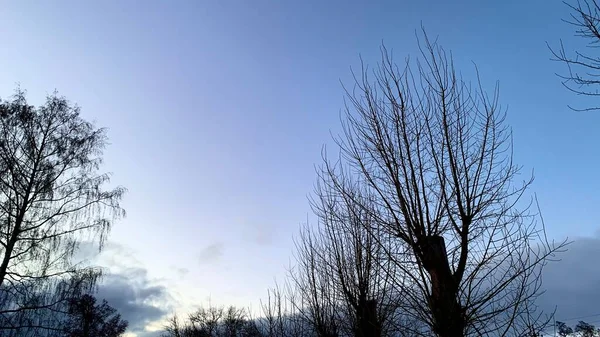 Früher Sonnenuntergang Bei Kaltem Wetter Winterblauer Himmel Mit Leblosen Bäumen — Stockfoto