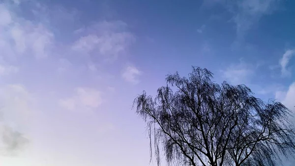 Tramonto Precoce Nel Freddo Cielo Blu Invernale Con Alberi Senza — Foto Stock