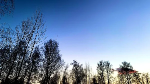 Ранний Закат Холодную Погоду Зимнее Голубое Небо Безжизненными Деревьями Сухими — стоковое фото