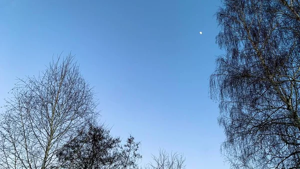 Ранний Закат Холодную Погоду Зимнее Голубое Небо Безжизненными Деревьями Сухими — стоковое фото