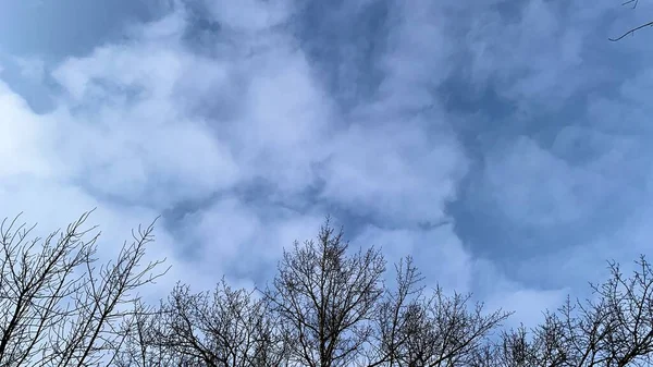 Soğuk Havada Erken Gün Batımı Cansız Ağaçlarla Kuru Dallarla Mavi — Stok fotoğraf