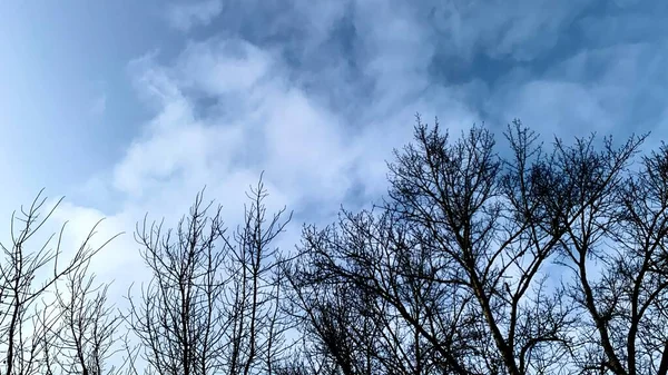 Korai Naplemente Hideg Időben Téli Kék Élettelen Fákkal Száraz Ágakkal — Stock Fotó