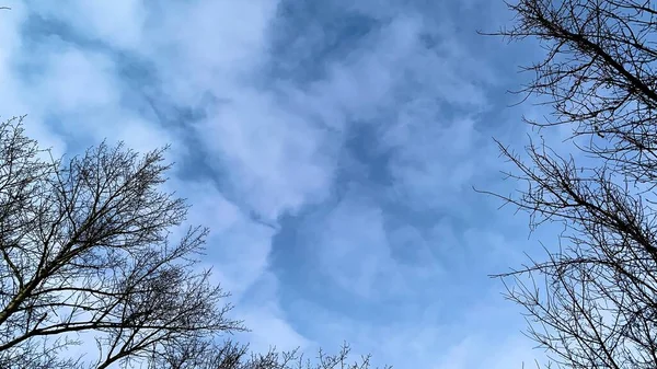 Tramonto Precoce Nel Freddo Cielo Blu Invernale Con Alberi Senza — Foto Stock