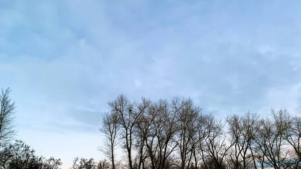 Korai Naplemente Hideg Időben Téli Kék Élettelen Fákkal Száraz Ágakkal — Stock Fotó