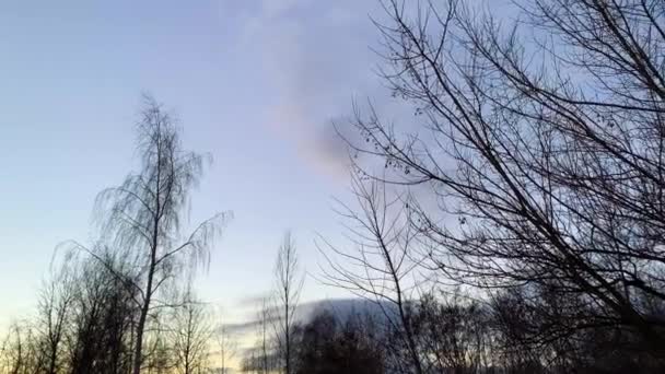 Νωρίς Ηλιοβασίλεμα Κρύο Καιρό Χειμωνιάτικο Γαλάζιο Ουρανό Άψυχα Δέντρα Και — Αρχείο Βίντεο