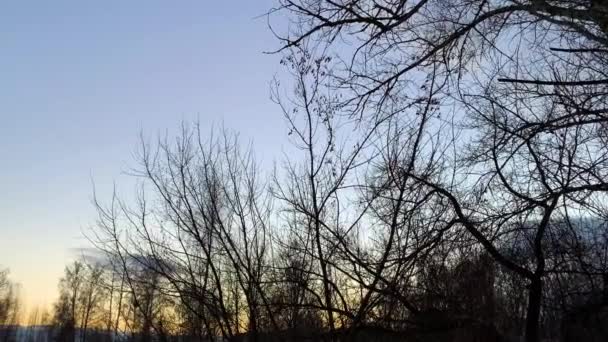 Early Sunset Cold Weather Winter Blue Sky Lifeless Trees Dry — Stock Video