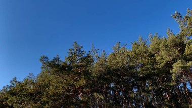 Pine Grove güneşli bir bahar gününde