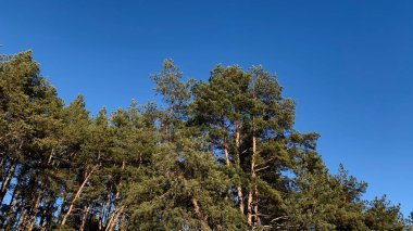 Pine Grove güneşli bir bahar gününde