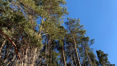 Pine Grove güneşli bir bahar gününde