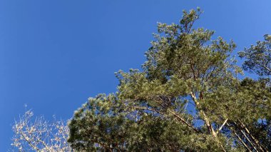 Pine Grove güneşli bir bahar gününde