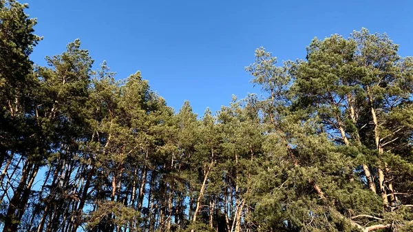 Pine Grove güneşli bir bahar gününde